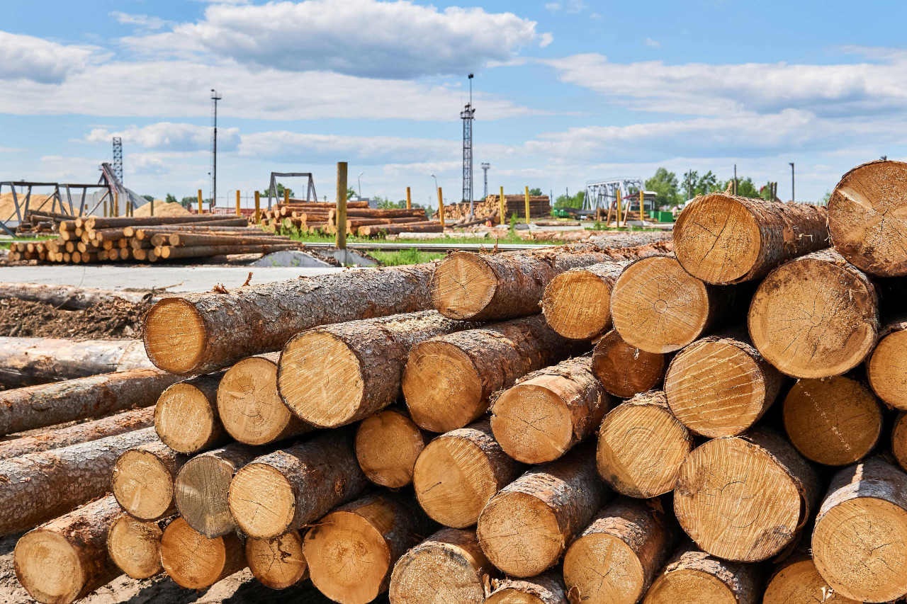 stacks of logs in the lumber yard