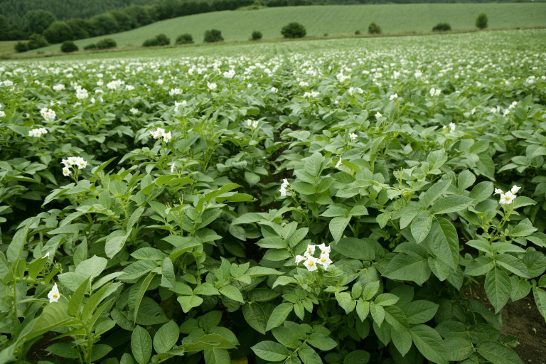 Green potatoes field in flowers