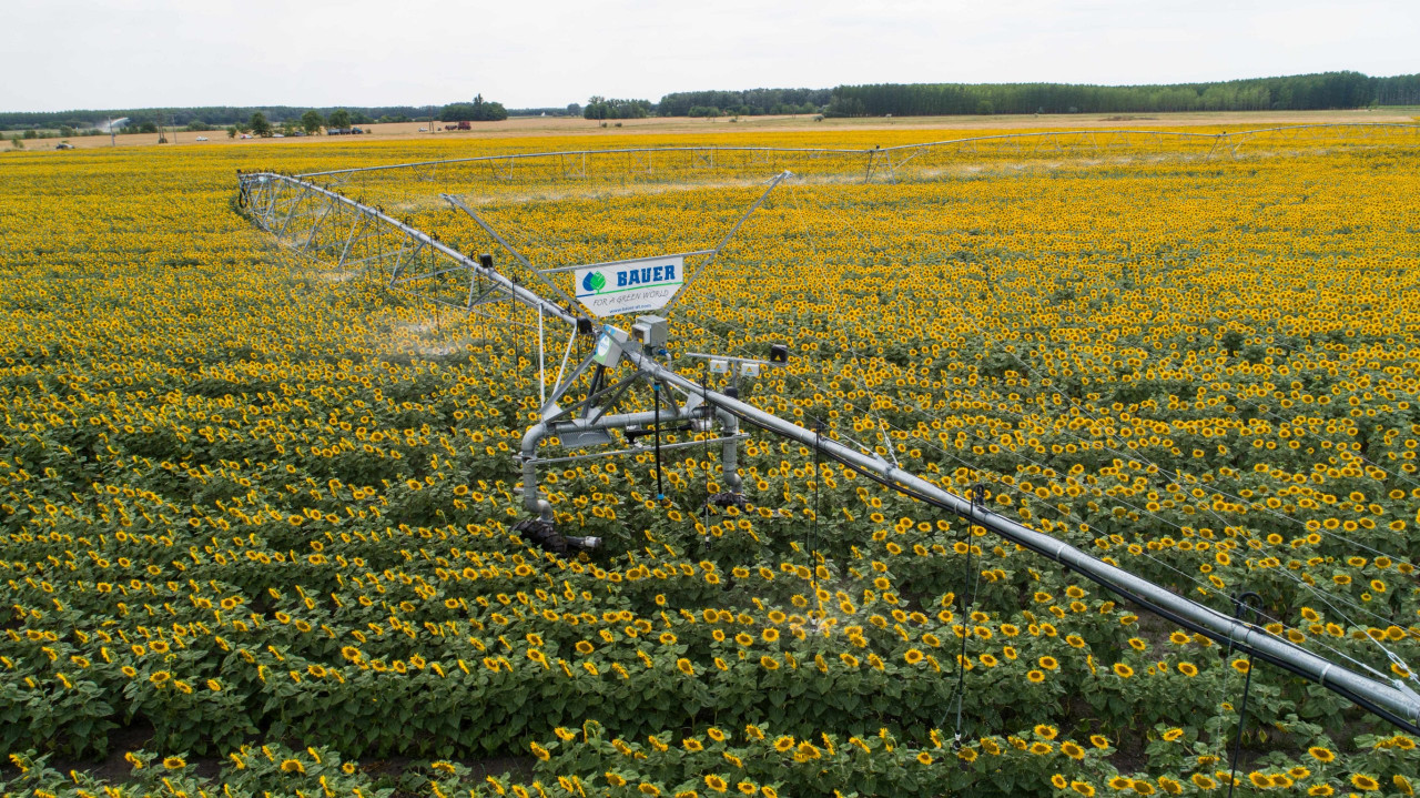 Bauer Beregnung Pivot_Corner_Sonnenblumen