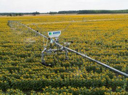 Bauer Beregnung Pivot_Corner_Sonnenblumen