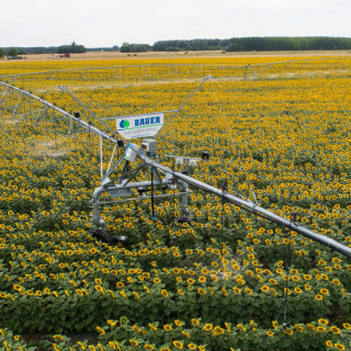 Bauer Beregnung Pivot_Corner_Sonnenblumen