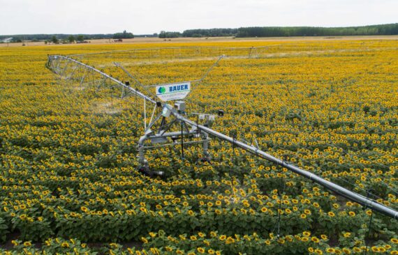 Bauer Beregnung Pivot_Corner_Sonnenblumen