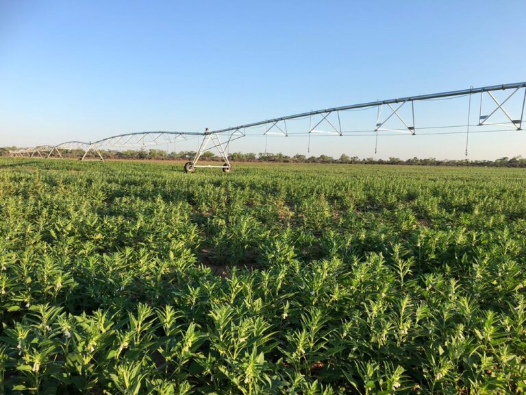 Bauer Pivot con energía solar Paraguay - Röhren- und Pumpenwerk BAUER