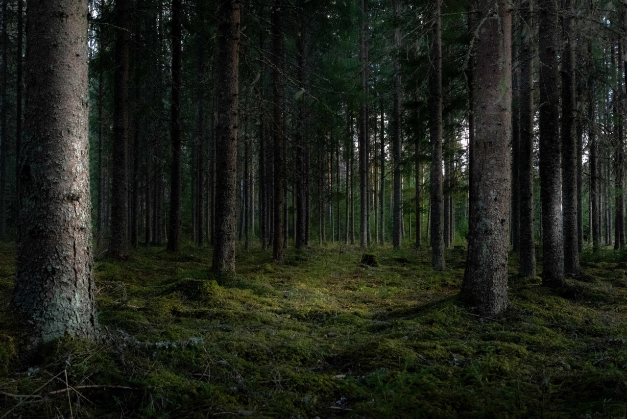 Beautiful shot of a forest with tall green trees - great for a background