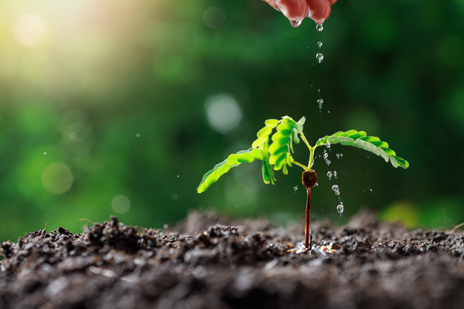 Close up Farmer Hand watering young baby plants (tamarind tree).