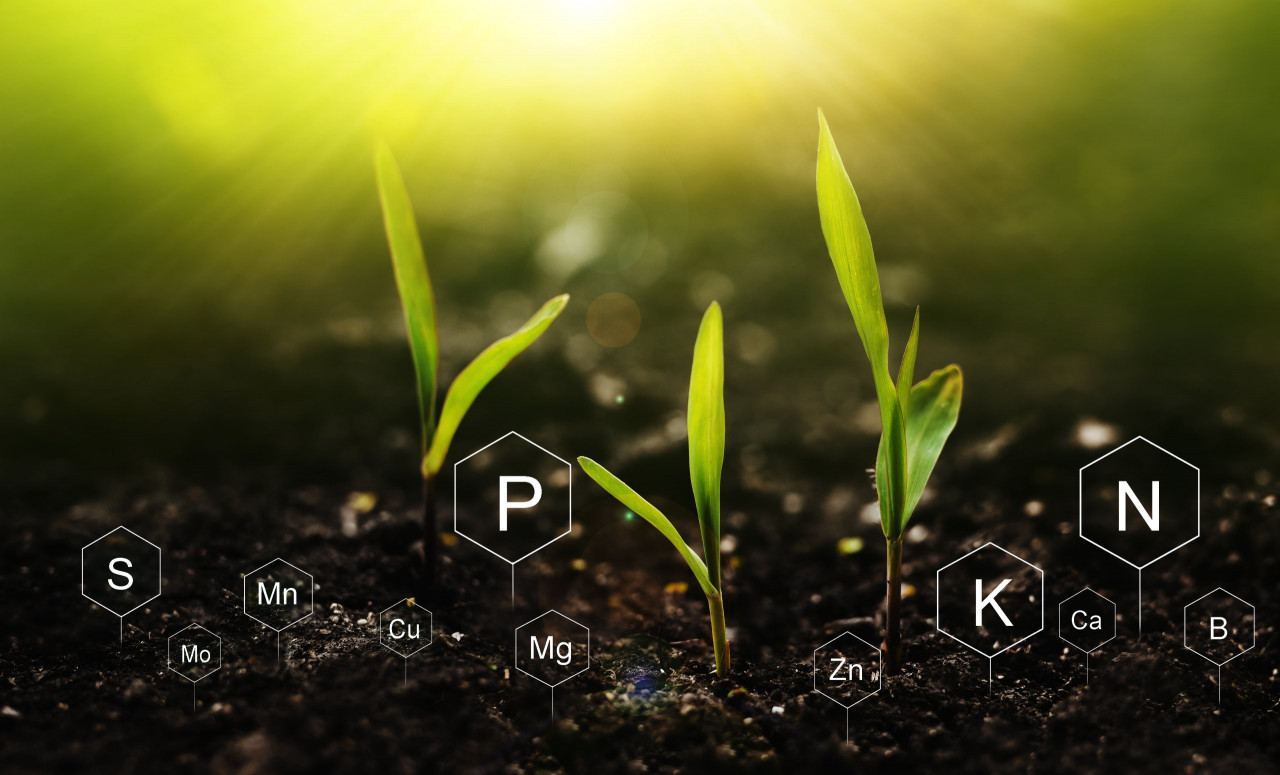 plants-sunny-background-with-digital-mineral-nutrients-icon