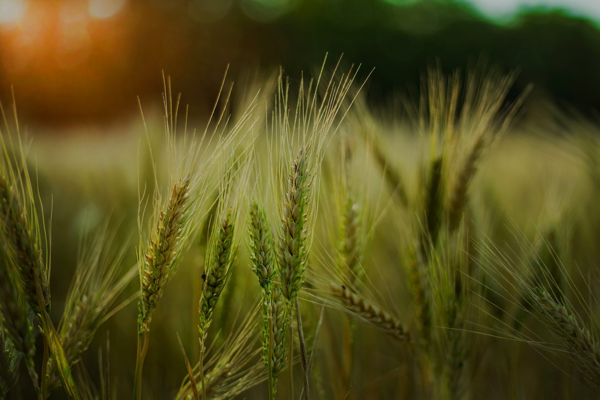 Selective focus shot of some wheat in a field